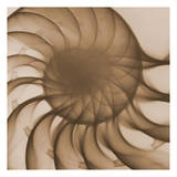 Brown Shell Close Up Art by Albert Koetsier
