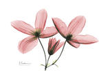 Clematis Trio in Pink Poster par Albert Koetsier