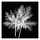 Spiky Leaves Black and White Affiches par Albert Koetsier