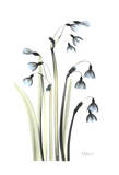 Snow Drop Galanthus in Full Bloom Affiches par Albert Koetsier