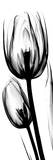 Tulip in Black and White Print by Albert Koetsier