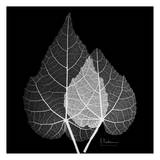 Sage Leaf Pair Black and White Pósters por Albert Koetsier Sage Leaf Pair Black and White Pósters por Albert Koetsier