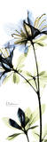Blue Azalea Posters by Albert Koetsier