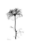 Rose in Bloom in Black and White Prints by Albert Koetsier