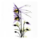 Columbine Bouquet Affiches par Albert Koetsier