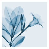 Madelia in Blue Pósters por Albert Koetsier Madelia in Blue Pósters por Albert Koetsier