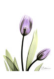 Tulip in Full Bloom Prints by Albert Koetsier