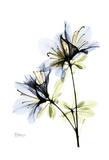 Artistic Azalea Prints by Albert Koetsier