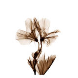 Geranium in Sienna Prints by Albert Koetsier