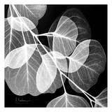 Eucalyptus Black and White Plakater af Albert Koetsier