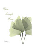 Ginkgo, Live Posters af Albert Koetsier Ginkgo, Live Posters af Albert Koetsier