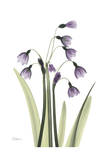 Susan's Snowdrop Prints by Albert Koetsier