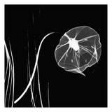 Single Bud Black and White Pósters por Albert Koetsier Single Bud Black and White Pósters por Albert Koetsier
