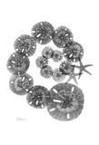 Swirl of Sand Dollars Prints by Albert Koetsier