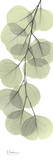 Eucalyptus in Green III Affiches par Albert Koetsier