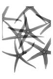 Dancing Star Fish Close Up Print by Albert Koetsier