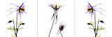 Columbine Triple Láminas por Albert Koetsier