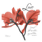 Royal Red Orchid, Love Again Poster by Albert Koetsier