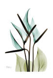 Blue Anthurium Bouquet Affiches par Albert Koetsier