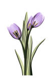 Purple Tulips II Posters by Albert Koetsier