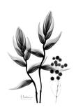 Heliconia Arrangement Black and White Pósters por Albert Koetsier