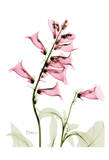 Pink Spring Foxglove Prints by Albert Koetsier