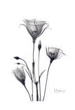 Bouquet of Gentian in Black and White Prints by Albert Koetsier