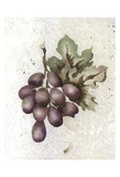 Glorious Grapes Posters by Carol Kemery
