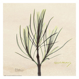 Rosemary on Beige Posters by Albert Koetsier
