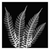 Fern Leaves Black and White Prints by Albert Koetsier