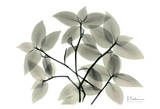 Wandering Jew Prints by Albert Koetsier