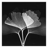 Ginkgo Black and White Posters by Albert Koetsier