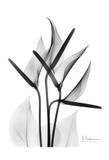 Anthurium in Black and White Posters par Albert Koetsier