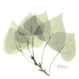 Aspen in Green Posters par Albert Koetsier