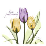 Tulips Live Passionately Plakater af Albert Koetsier