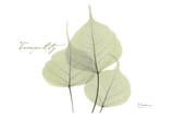 Botree in Green, Tranquility Posters af Albert Koetsier