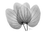 Orchid Tree Close Up Black and White Art par Albert Koetsier