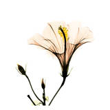 Hibiscus Print by Albert Koetsier