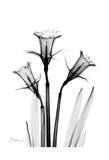 Daffodil in Black and White Posters by Albert Koetsier