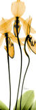Orchid in Color Prints by Albert Koetsier