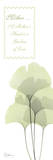 Ginkgo, Mother Posters by Albert Koetsier
