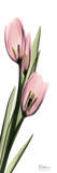 Tulips in Pink Posters by Albert Koetsier