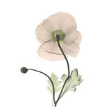 Iceland Poppy Pósters por Albert Koetsier