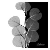 Eucalyptus on Black and White Posters by Albert Koetsier