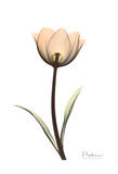 Tulip in Full Color Póster por Albert Koetsier