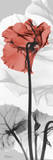 Cyclamen Red With Black and White Prints by Albert Koetsier
