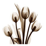 Tulip in Sienna Prints by Albert Koetsier