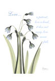 Snow Drop, Love Posters by Albert Koetsier