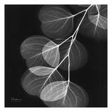 Eucalyptus Black and White II Print by Albert Koetsier