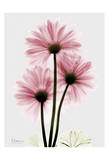 Pink Gerbera Triple Prints by Albert Koetsier